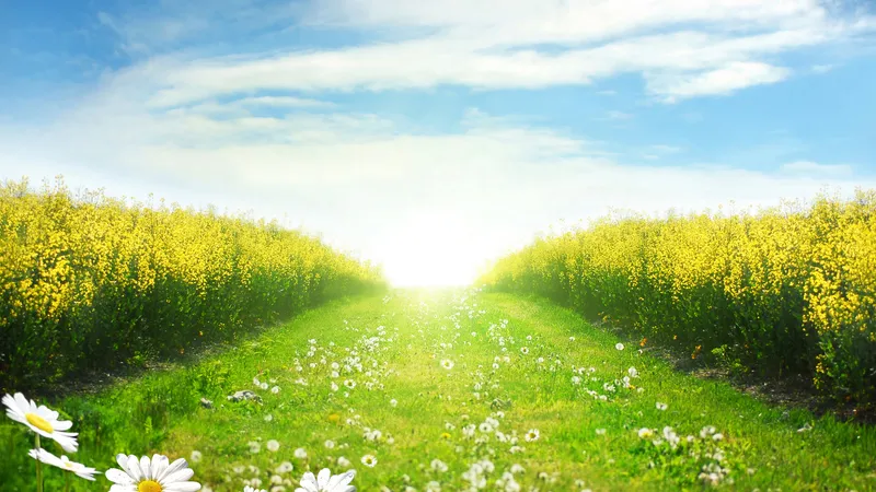 蒲公英旁的油菜花