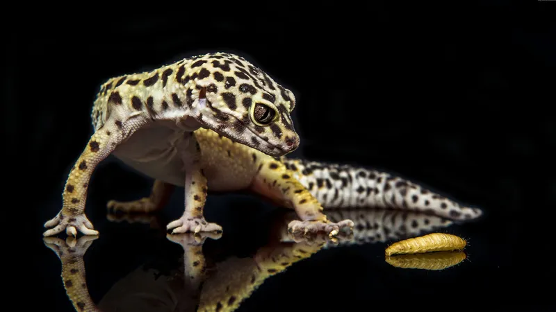 野生动物豹纹壁虎