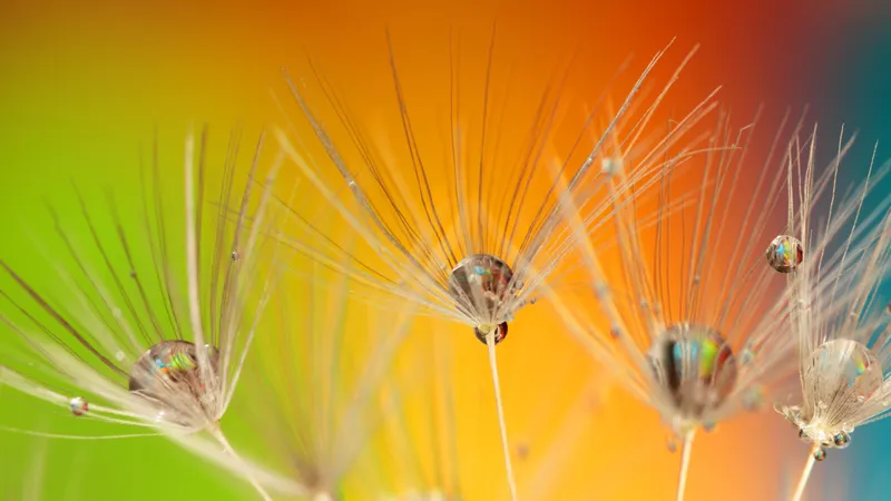 抽象的色彩之美丽的蒲公英