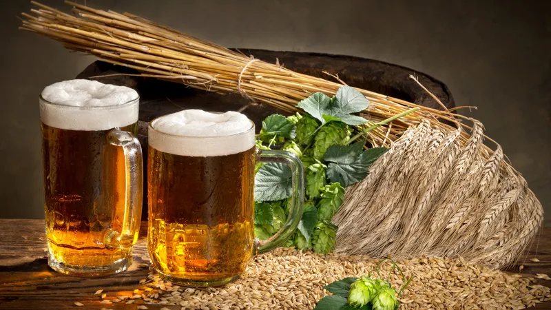 啤酒与稻谷的特写