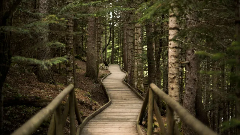 自然森林大树木栈道小桥