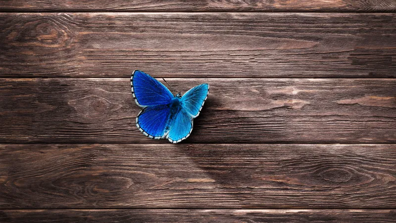 歇在木板上的蓝色蝴蝶