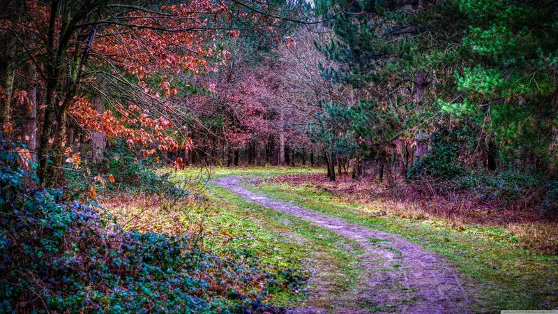 冬天枯萎多彩树叶的小路