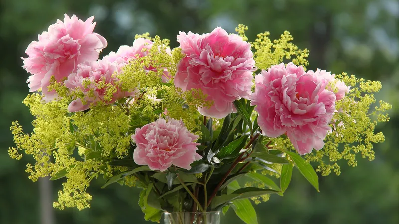 一大捧康乃馨花