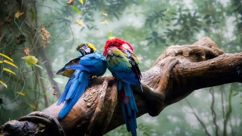 树干上的两只彩色鹦鹉