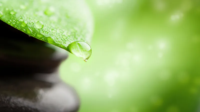 清晨树叶上的露珠