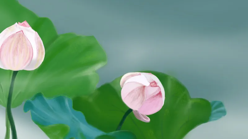 两朵盛开的荷花