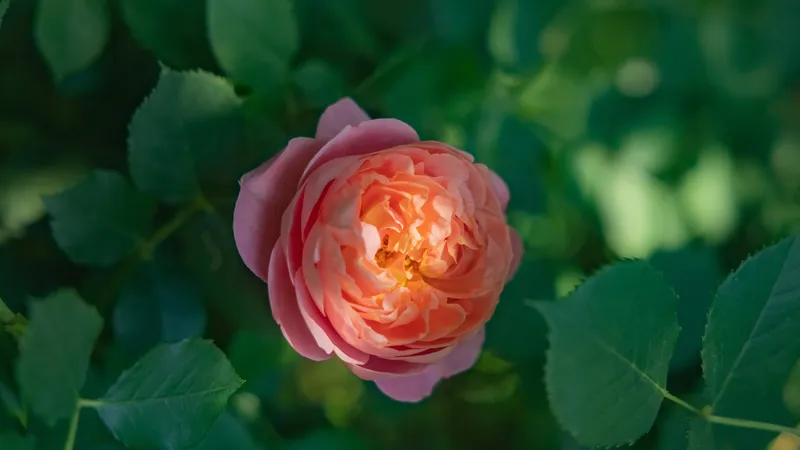 盛开的玫瑰花在绿叶中