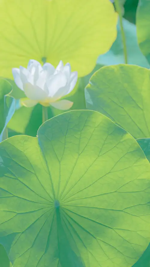 白色清新荷花护眼极品