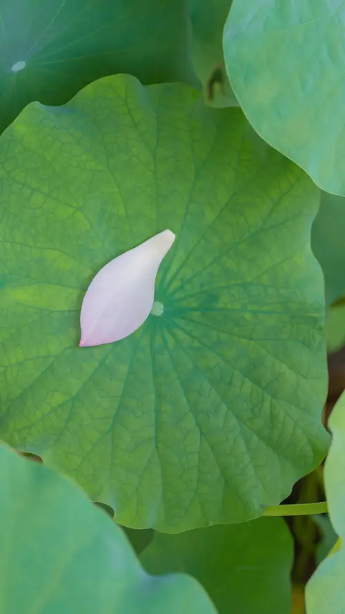 荷叶上飘落这一个粉丝的花瓣