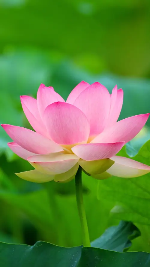 花开正艳的荷花