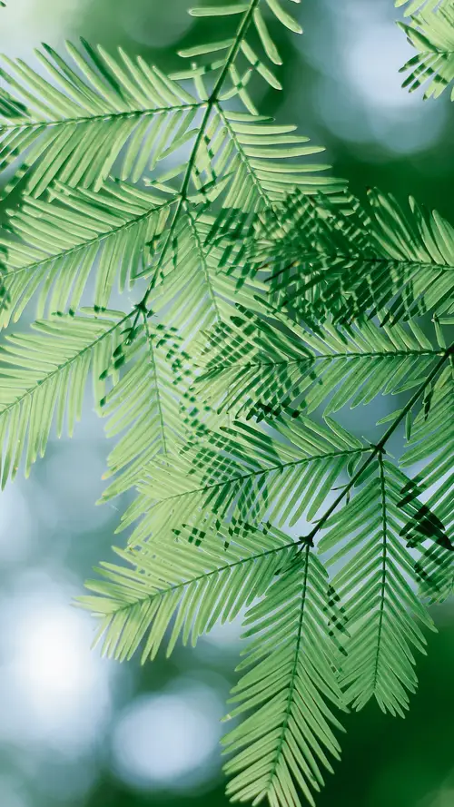 护眼的绿色树叶