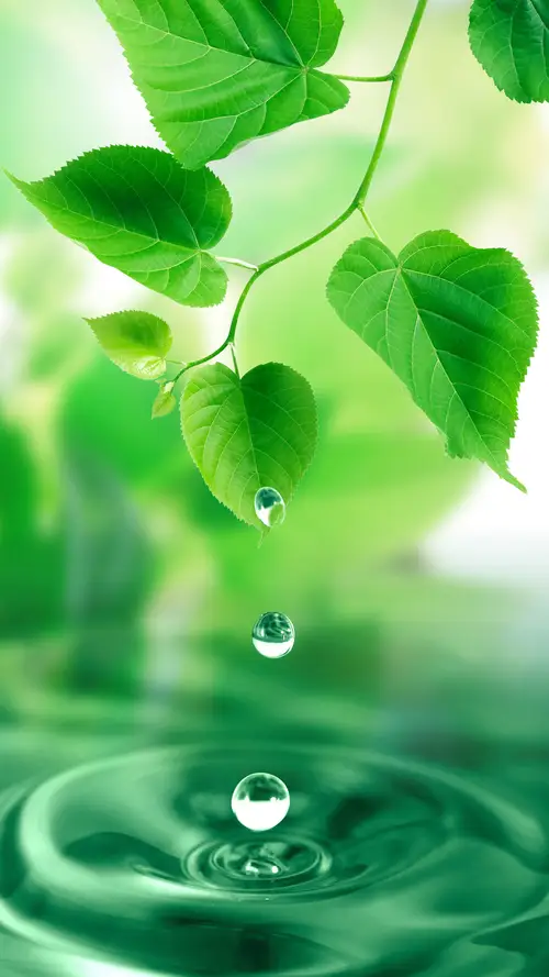 清晨绿叶的小水滴滴入河塘