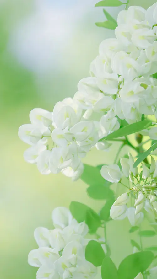 绿色的枝叶和白色的槐花