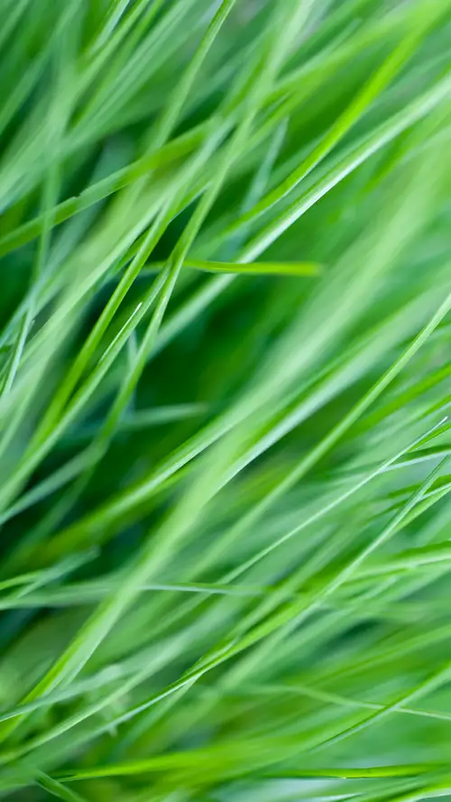 养眼的绿油油的草