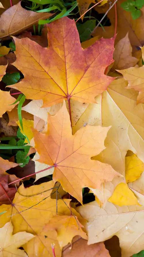 秋天里的枫叶风景壁纸下载