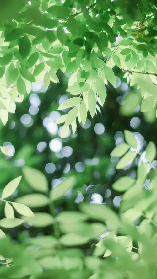 鲜嫩的树叶在阳光照射下