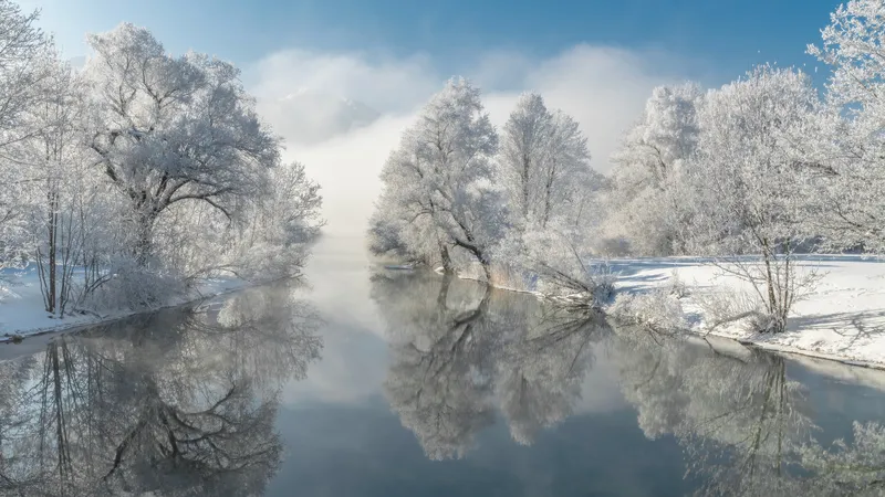 冬天冰河两岸的树木