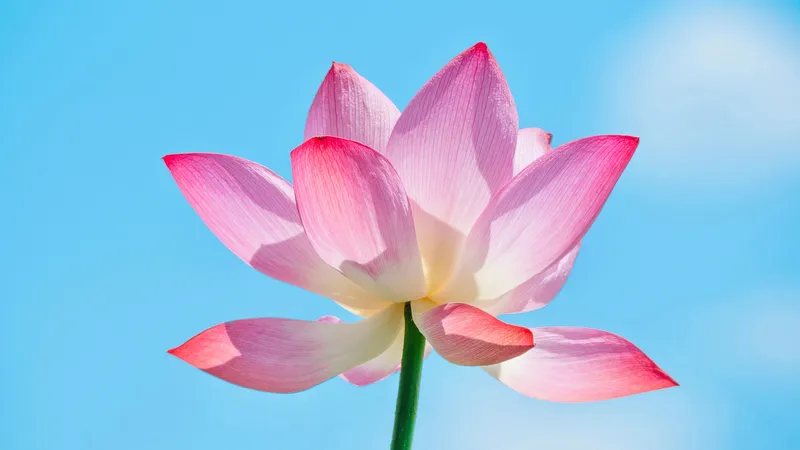 粉色荷花和蓝天
