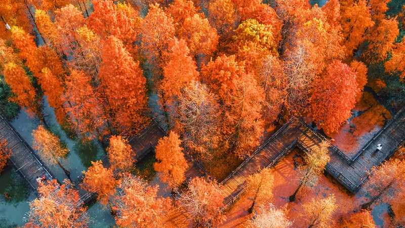 高空俯瞰红色落羽杉