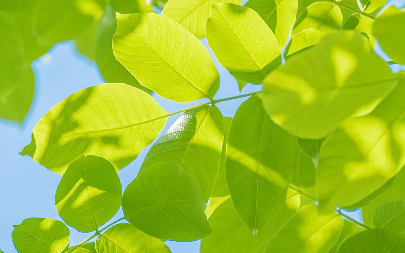 绿色树叶对着天空拍摄的护眼树叶