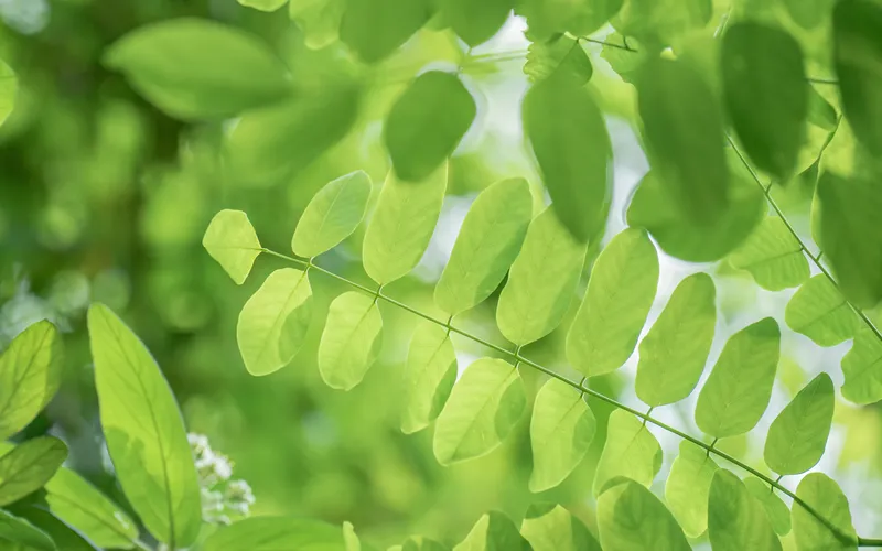 绿色树叶护眼树叶