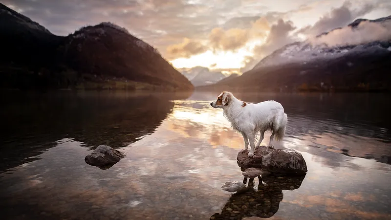 一只花狗站在河中央的石头上
