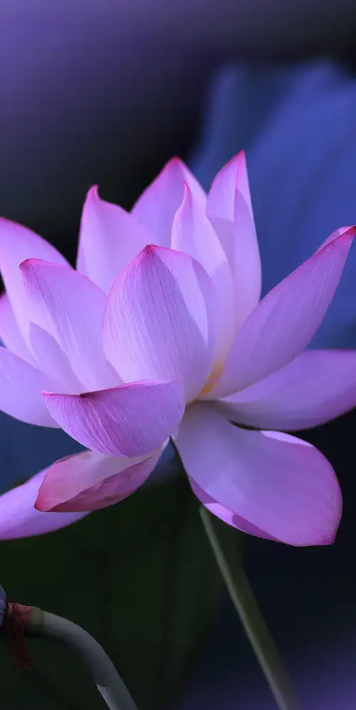 莲花紫色美学3K手机壁纸