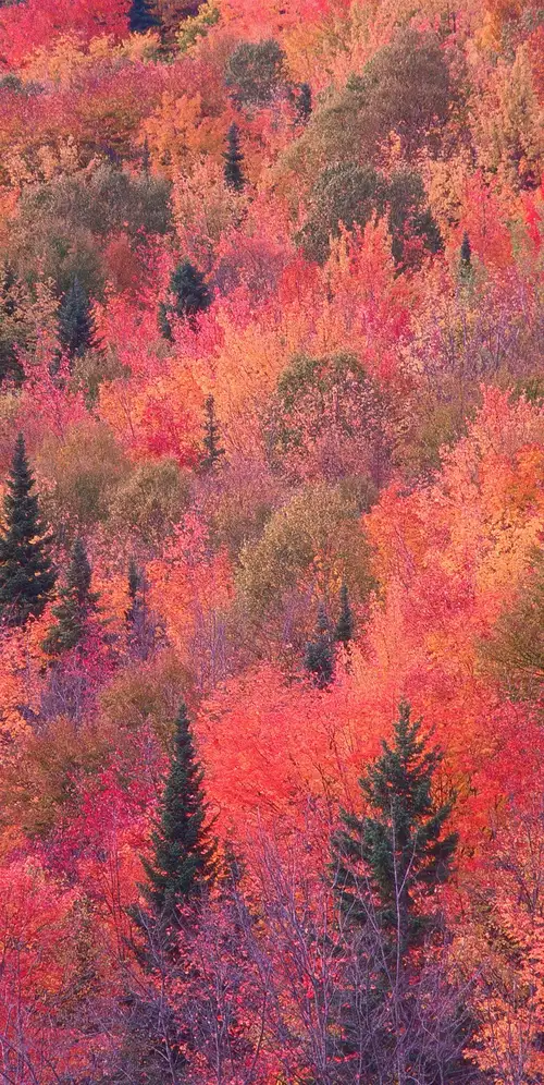OS X山狮秋林