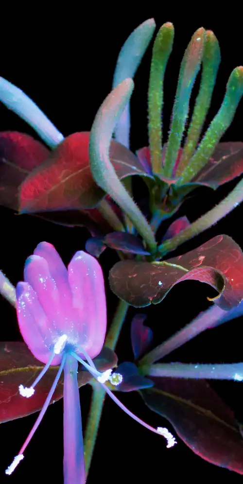 macOS Mojave金银花