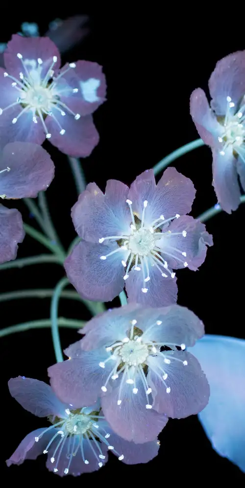 闪耀的macOS Mojave