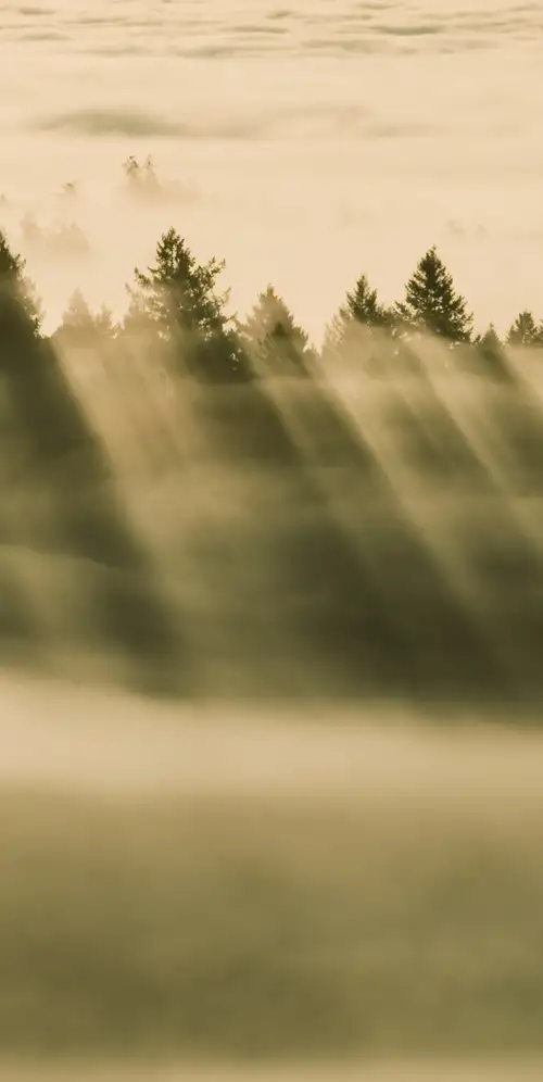 OS X小牛队雾森林