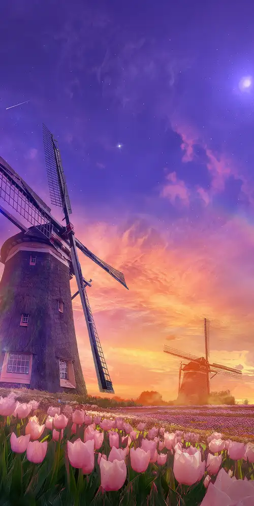 郁金香田风车