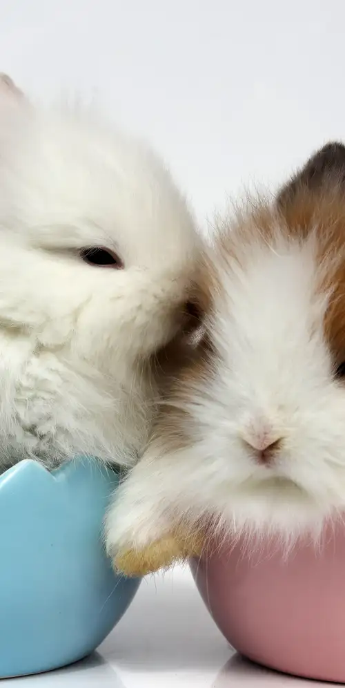 复活节兔子毛茸茸的