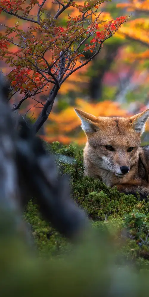巴塔哥尼亚狐狸野生动物