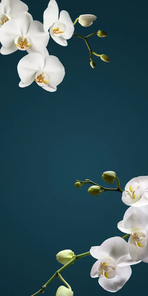 HyperOS 2系统壁纸