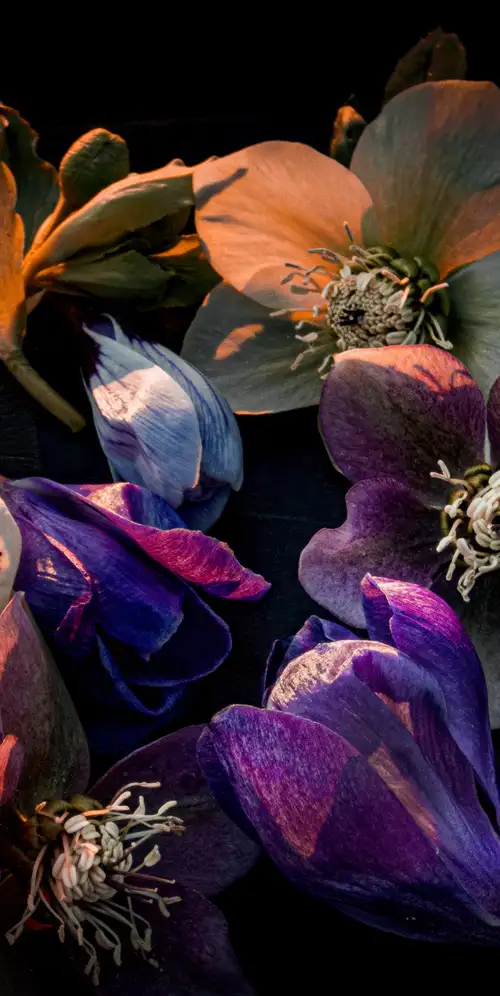 Hellebore花深色美学