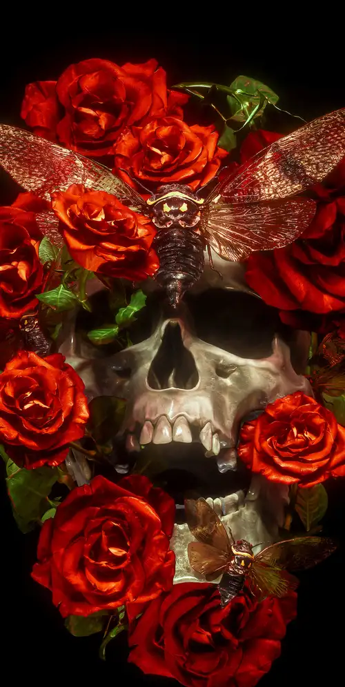 骷髅玫瑰