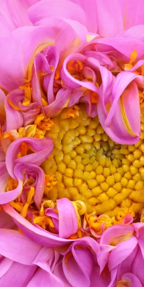 粉红色大丽花Macro