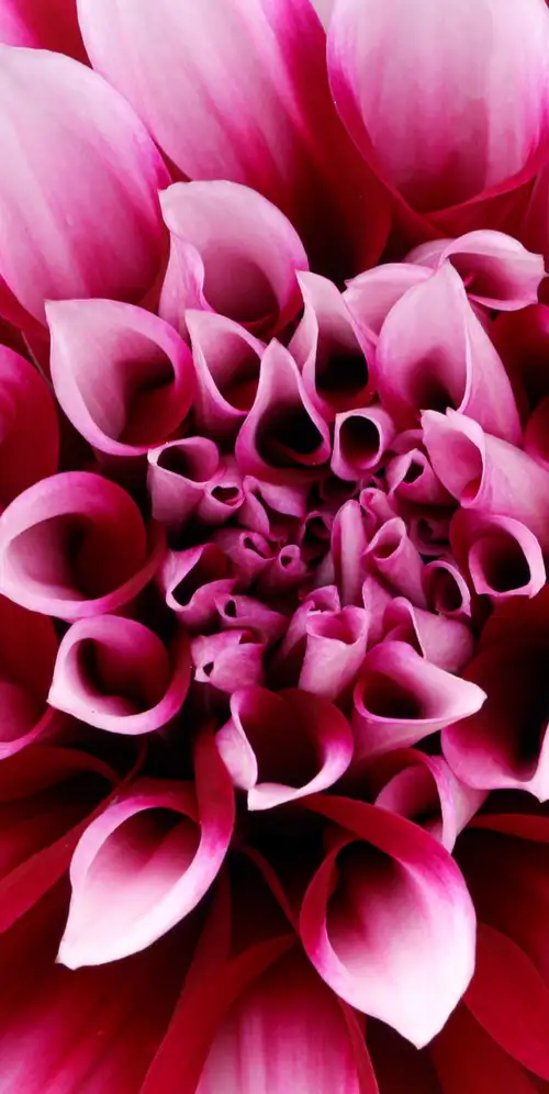 粉红色大丽花特写