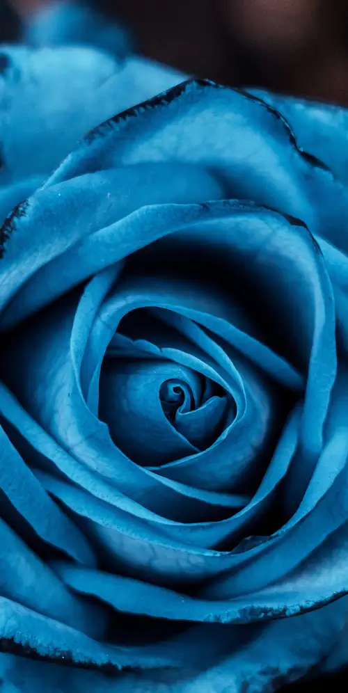 蓝色玫瑰花