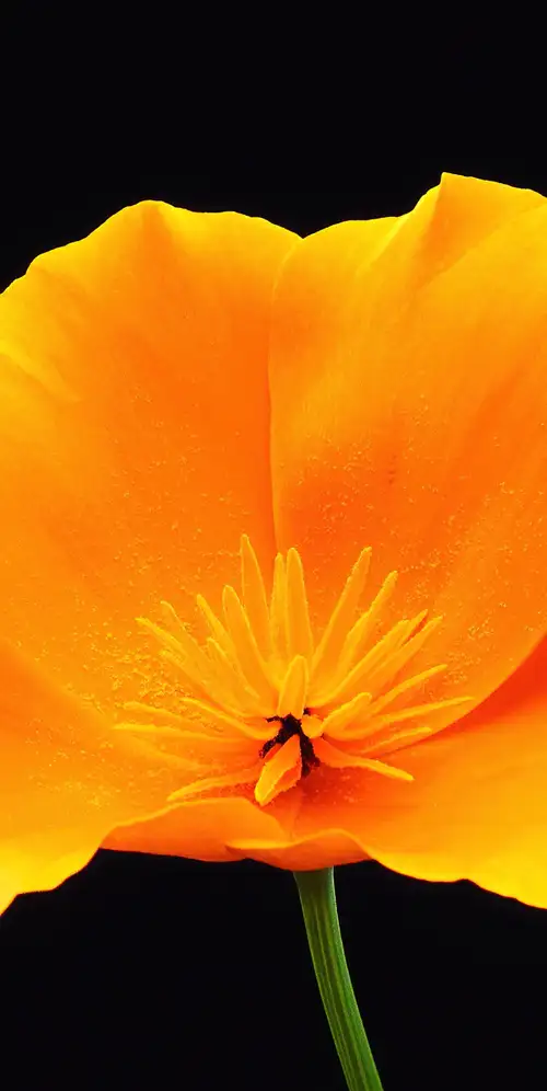 罂粟花黑色背景