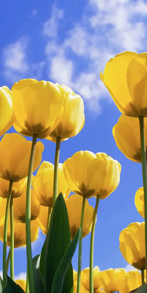 黄色郁金香日光