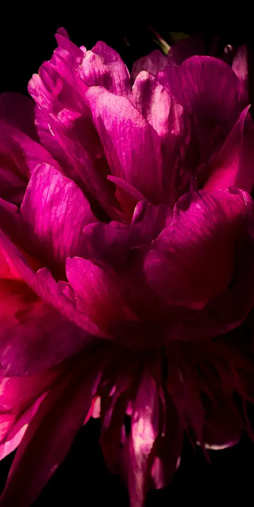 黑色背景下的粉色牡丹花