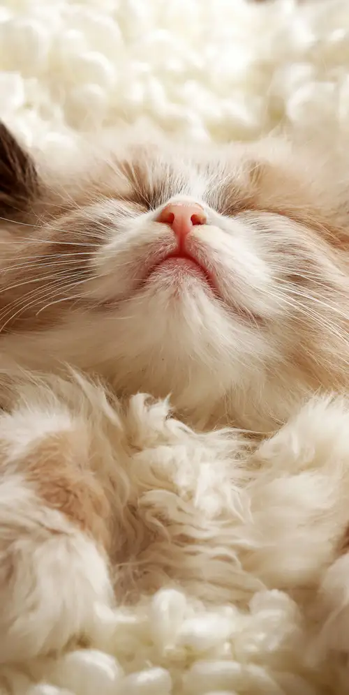 毛茸茸的可爱小猫