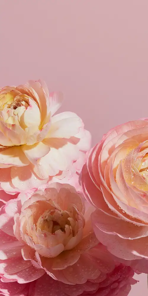 毛茛花粉红色美学