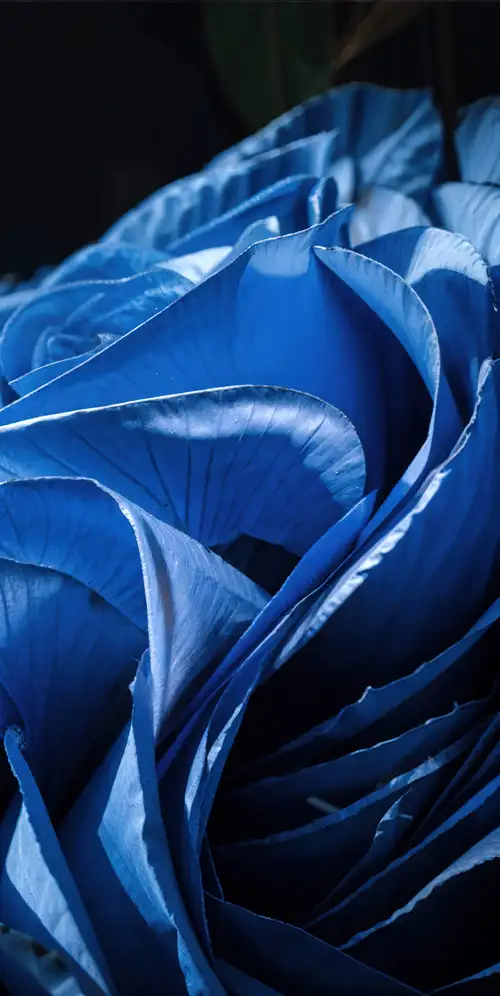 Windows 11 Bloom AI艺术黑暗主题