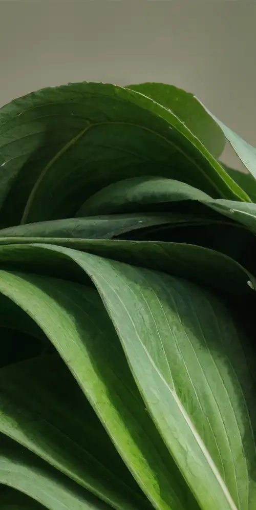 Windows 11绿色美学