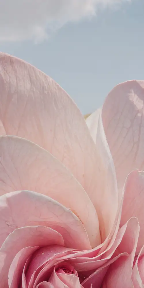 Windows 11粉红色花朵