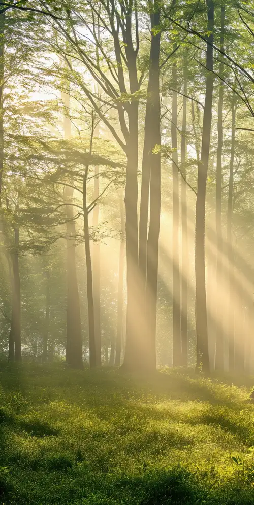 茂密的森林阳光